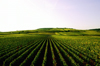Burgundy / Bourgogne, France: endless vineyards - photo by K.Gapys