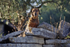 Gordes, Vaucluse, PACA, France: Doxin Hound on a wall in the golden-stone village of Gordes - photo by C.Lovell