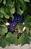 Vaucluse, PACA, France: red wine grapes ripening on the vine - photo by C.Lovell