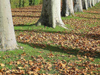France - Versailles (Yvelines): Autumn - fallen leaves (photo by J.Kaman)