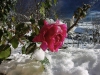France - Ancizan (Midi-Pyrnes - Hautes Pyrnes dpt): winter rose (photo by A.Caudron)