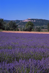 Lacoste, Vaucluse, PACA, France: lavender field - Lavandula angustifolia cultivar used extensively in herbalism - flowering plants in the mint family - Les Monts de Vaucluse - photo by A.Bartel