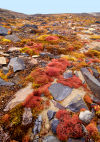 Russia - Franz Josef Land / Zemlya Frantsa Iosifa - Champ Island - moss and ground cover (photo by Bill Cain)