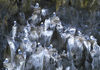 48 Franz Josef Land: Nesting terns, Rubini Rock - photo by B.Cain