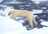 62 Franz Josef Land: Polar Bear leaping between ice flows - photo by B.Cain