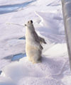 66 Franz Josef Land: Polar Bear sitting up next to ship - photo by B.Cain