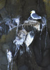 77 Franz Josef Land: Single nesting tern, Rubinin Rock - photo by B.Cain