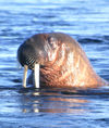 89 Franz Josef Land: Walrus with head out of water - photo by B.Cain