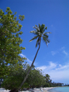 French Polynesia - Moorea / MOZ (Society islands, iles du vent): vegetation along the beach - photo by R.Ziff