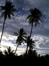 French Polynesia - Moorea / MOZ (Society islands, iles du vent): palms and cloudy sky - photo by R.Ziff