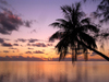 French Polynesia - Moorea / MOZ (Society islands, iles du vent): Polynesian palm in the evening - photo by R.Ziff