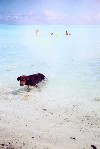 French Polynesia - Bora Bora / Pora-Pora / BOB (Society islands, iles sous le vent): Madura point - dog on the beach (photo by K.Pajta)