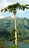 French Polynesia - Nuku Hiva island - Marquesas: tropical fruit and the mountains (photo by G.Frysinger)