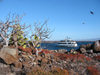 Galapagos Islands: cactus by the coast - photo by R.Eime