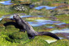 Galapagos Islands - Santa Cruz island: marine iguana (amblyrhynchus cristatus) feeds on algae growing on rocks - evolution - photo by R.Eime