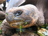 Galapagos Islands: giant tortoise (geochelone elephantopus) eyes the camera during a meal break at the Charles Darwin Research Station - photo by R.Eime