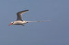 Galapagos Islands: Red Billed Tropicbird or Boatswain Bird - in flight - Phaethon aethereus - photo by R.Eime