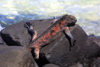 Galapagos Islands - Espanola island: red marine iguana on the basaltic rocks - family Iguanidae - photo by R.Eime