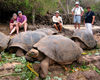 Galapagos Islands: visitors observe very large male giant tortoises at the Charles Darwin Research Station - photo by R.Eime