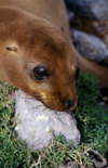 Plazas Island, Galapagos Islands, Ecuador: a young Galapagos Sea Lion pup (Zalophus californianus) - head on a rock - photo by C.Lovell