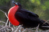 Plazas Island, Galapagos Islands, Ecuador: male Frigate bird (Frigata minor) displaying its colorful red pouch in a mating ritual - photo by C.Lovell