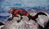 Isla Santa F / Barrington Island, Galapagos Islands, Ecuador: the Galapagos Marine Iguana (Amblyrhynchus cristatus) on a rock by the sea - the only sea-going lizard in the world - photo by C.Lovell