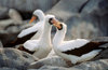 Isabela Island, Galapagos Islands, Ecuador: couple of Masked Booby birds (Sula dactyatra) building a nest among the rocks - photo by C.Lovell