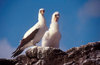Isla Espaola, Galapagos Islands, Ecuador: Masked Booby Bird (Sula dactylatra) with chick - photographed on a rock edge, against the sky - photo by C.Lovell