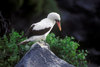 Isla Espaola, Galapagos Islands, Ecuador: Maked Booby Bird (Sula dactylatra) perched on a pointed rock - photo by C.Lovell