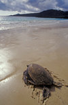 Floreana Island, Galapagos Islands, Ecuador: Pacific Green Sea Turtle (Chelonia mydas) returns to sea after nesting - beach and tranquil waves - photo by C.Lovell