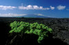 Isla Isabela / Albemarle island, Galapagos Islands, Ecuador: morning sky over the island - vegetation in lava field - Archipilago de Coln - photo by C.Lovell