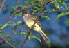 Isla Isabela / Albemarle island, Galapagos Islands, Ecuador: Large-billed (Galapagos) Flycatcher (Myiarchus magnirostris) - looking at the camera - photo by C.Lovell