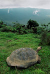 Isla Isabela / Albemarle island, Galapagos Islands, Ecuador: a Galapagos Tortoise living on the rim of Alcedo Volcano - view of the crater - photo by C.Lovell