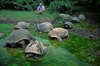 Galapagos Islands, Ecuador: the Giant Tortoise (Geochelone elephantopus) travels inland for freshwater - tourist observes a group of Tortoises in the water - photo by C.Lovell