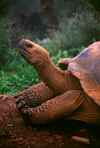 Isla Isabela / Albemarle island, Galapagos Islands, Ecuador: Giant Tortoise (Geochelone elephantopus) - close-up - photo by C.Lovell