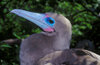 Genovesa Island / Tower Island, Galapagos Islands, Ecuador: Red-footed Booby bird (Sula sula), the smallest of the Galapagos boobies - head close-up - photo by C.Lovell