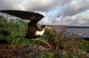 Genovesa Island / Tower Island, Galapagos Islands, Ecuador: female Great Frigate bird (Fregata minor) - open wings - view of the coast - photo by C.Lovell