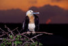 Genovesa Island / Tower Island, Galapagos Islands, Ecuador: female Great Frigate bird (Fregata minor) at sunset - perched on a branch - photo by C.Lovell
