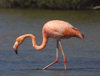 Galapagos Islands -  Santa Cruz island: a lone pink Flamingo (Phoenicopterus ruber) (photo by R.Eime)