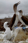 Galapagos Islands, Ecuador: Blue Footed Booby birds (Sula nebouxii) with chick - photo by C.Lovell