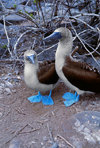 Galapagos Islands, Ecuador: a mating pair of Blue-footed Booby birds (Sula nebouxii) - photo by C.Lovell