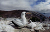 Daphne Island, Galapagos Islands, Ecuador: Masked Booby Bird (Sula Dactylatra) with chick in nesting ground - photo by C.Lovell