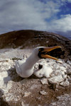 Daphne Island, Galapagos Islands, Ecuador: Masked Booby Birds (Sula dactylatra) - mother protects a chick - photo by C.Lovell