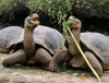 Galapagos Islands, Ecuador: giant tortoises at the Charles Darwin Research Station - photo by R.Eime