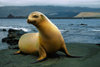 Santa Cruz Island, Galapagos Islands, Ecuador: Fur Seal on the beach - photo by C.Lovell