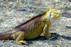 Galapagos Islands - Unesco world heritage site - Santa Cruz islabd: land iguana (conolophus subcristatus) (photo by R.Eime)