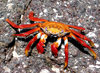 Galapagos Islands: Sally Lightfoot crab on a rock - bright red - Grapsus grapsus - photo by R.Eime