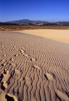 Galicia / Galiza - Corrubedo National Park - A Corua province: footprints on the sand dune - Parque Natural Dunas de Corrubedo - Rias Baixas - photo by S.Dona'