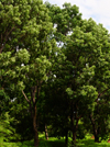 North Bank division, Gambia: mahogany tree forest, source of high quality wood - Khaya senegalensis, Meliaceae family - aka African mahogany - photo by M.Torres