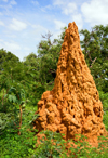 Bakalarr, North Bank division, Gambia: 5 meter tall anthill, surrounded by forest - termite colony - photo by M.Torres